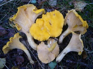 Unter Birken standen gestern die größten Pfifferlinge (Cantharellus cibarius) mit einen durchschnittlichen Hutdurchmesser von 5 - 10 cm. Standortfoto am 28.08.2011 im Naturpark Sternberger Seenland.