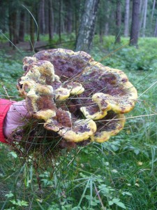 Es handelt sich um den Kiefern - Braunporling (Phaeolus schweinitzii), der keinesfalls nur am Fuße alter Kiefern, sonder auch bei Fichten, Lärchen und Douglasien vorkommen kann. Er besitzt die Eigenschaft alles beim Wachstum mit einzuschließen, was ihm im Wege steht, sei es der kleinste Grashalm. Ungenießbar.