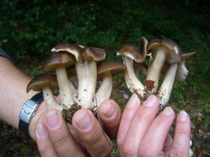 Dafür sind diese Frost - Raslinge (Lyophyllum fumosum) um so besser. Sie wuchsen büschelig am grasigen Waldwegrand und gelten als ausgezeichnete, festfleischige Speisepilze.