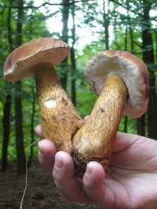 Eigentlich dachte ich, die Gallen - Röhrlinge würden jetzt sitzen und nicht mehr in den Korb wandern. Aber sie sehen einfach zu verführerisch aus und es fällt einfach schwer, diese wunderbaren Pilze stehen zu lassen. Zum Glück ist ja der Fachmann dabei und gelangte auf diese weise zu einer ansehlichen Anzahl schönster "Bitterlinge" zur Präsentation und Genüberstellung mit änlichen, essbaren Arten in unserer Pilzausstellung.