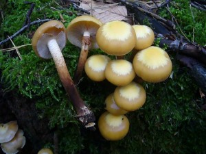 An einem alten, bemoosten Laubholzstubben wuchsen auch einige frische Stockschwämmchen. Sie zählen zu unseren schmackhaftesten Edel - Pilzen.