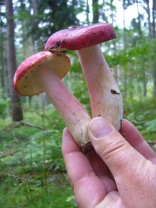 Der Rote Heringstäubling zählt zu unseren farbenprächtigsten Waldpilze und ist eine charakterart saurer Nadelwälder. Er wird als besonders schöner Farbtupfer in den Korb gelegt, denn er ist essbar. Es muß aber immer auf den typischen Heringsgeruch geachtete werden, denn in diesem Lebensraum sind einige sehr ähnliche, scharf schmeckende Arten ebenfalls zu hause.