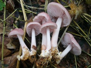 Wunderschön anzusehen sind auch diese Rosa - Helmlinge (Mycena rosea). Im Herbst säumen sie oft sehr zahlreich so manchen Waldweg. Sie gehören der schwach giftigen Gruppe der Rettich - Helmlinge an. Standortfoto am 30.08.2011.