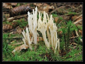 Dieses schöne Foto eines Korallenpilzes schickte mit heute Andreas Okrent aus Grall - Müritz. Wir rätseln noch um welche Art es sich wohl handeln könnte oder sollte es doch blos die Kammkoralle (Clavulina cristata) sein? 