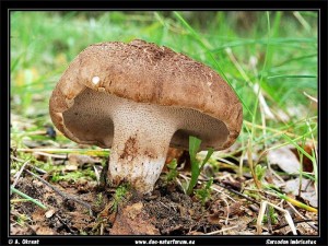 Dieses schöne Stimmungsfoto eines Harbichtspilzes (Sarcodon imbricatus) schickte mir Andreas Okrent aus der Region um Graal - Müritz. Die Art ist bei uns in Nordwestmecklenburg sehr selten zu finden. Essbar, aber zu schonen!