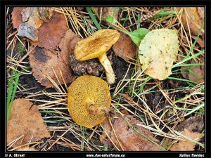 Diesen sehr seltenen Verwandten des Butterpilzes werden wir aber mit großer Wahrscheinlichkeit nicht dabei haben. Der Moor - Röhrling (Suillus flavidus) ist ein sehr seltener Kiefernbegleiter an feuchten, moorigen Standorten. Pilz- und Naturfreund Andreas Okrent schickte mir dieses tolle Foto vor wenigen Tagen. Das letzte mal fand ich die Art im September 1999 in den Dünen - Kiefernwäldern auf der Halbinsel Darß bei Prerow.