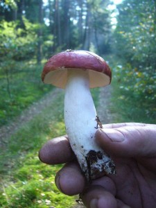 Typisch für solche sauren Nadelwälder ist auch der Apfel - Täubling. Ein großer, roter und milder Täubling, der oft zwischen den beliebten Maronen steht und nicht beachtet oder sogar für giftig gehalten wird. In Wirklichkeit ist er aber ein recht guter Speisepilz.