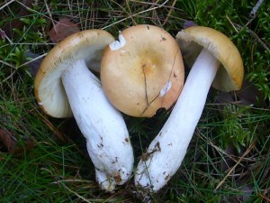 Mit dem Apfel - Täubling oft vergesellschaftet ist der Orangerote Graustiel - Täubling (Russula decolorans). Ebenfalls ein recht großer, milder Täubling der ohne weiteres ein Mischpilzgericht bereichern kann. Standortfoto am 04.09.2011 im Wald bei Weberin.