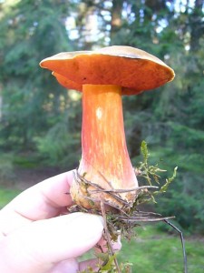 Zwischen den ganzen bunten Täublingen wuchs auch dieser farbenfrohe Flockenstielige Hexen - Röhrling (Boletus luridiformis). Der roh giftige Dickröhrling ist gut erhitzt ein ausgezeichneter Speisepilz.