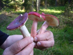 Extrem scharf und brennd schmeckt der Zedernholz - Täubling (links), während der Rote Heringstäubling mild schmeckt und in den Korb wandern kann (die beiden rechten Pilze).