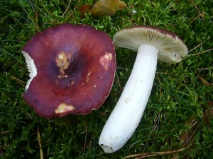 In den sauren Nadelwäldern ist der Zedernholz - Täubling (Russula badia) zu hause. Beim Sammeln von Apfel - Täublingen und Roten Heringstäublingen mus man auf ihn achten, damit man keine bitterscharfe Überschung erlebt. Standortfoto am 04.09.2011 im Wald bei Weberin.