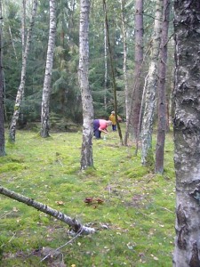 Hier hieß es immer wieder Bücken. Pfifferlinge, Maronen, Birkenpilze und vor allem Geschmückte Gürtelfüße bevölkerten den Waldboden.