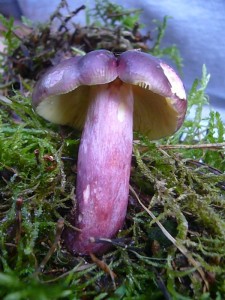 Und endlich haben wir auch sie, die Säufernase!. Dieser Täubling darf in solchen Biotopen nicht fehelen. Neben dem Zedernholz - Täubling schmeckt auch er sehr scharf. Die Lamellen sondern jung "Tränen" ab und sind zitronengelb gefärbt.