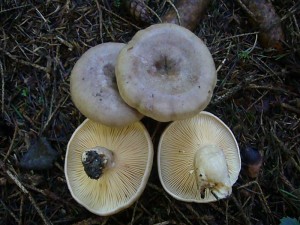 Unter Haselnuss wächst nich selten der ungenießbare Hasel - Michling (Lactarius hortensis). Seine brennend scharfe Milch macht ihn ungenießbar. Standortfoto am 06.09.2011.