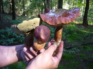 Wenn die von innen auch do gut aussehen wie von außen, dann ist ja schon eine kleine Mahlzeit gesichert."