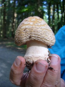 Dieser junge Perlpilz sieht kernig und gesund aus. Er darf als guter Speiepilz in den Korb wandern.