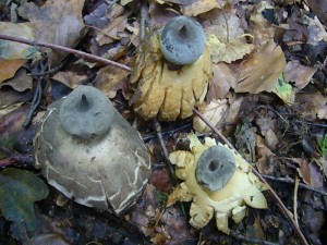 Der Fund des Tages auf unserer heutigen Pilzwanderung waren diese Erdsterne, die im Fichtenwald wuchsen. Ich habe sie Standortversetzt fotografiert. Es handelt sich um zwei Arten, möglicherweise um den Kragen - Erdstern (Geastrum striatum) und den Kammerdstern (Geastrum pectinatoides). Da ich aber kein Erdstern - Experte bin, möchte ich das ganze doch zumindest mit einem Fragezeichen versehen. Foto am 06.09.2011 in den Panzower Tannen.