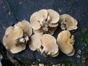 Der Herbe Zwerg - Knäueling (Panellus stypticus) bevorzugt als Substrat Eichenholz. Hier wuch er an einem Buchenstubben. Ungenießbar. Standortfoto am 10.09.2011 im Dobbertiner Seenland.