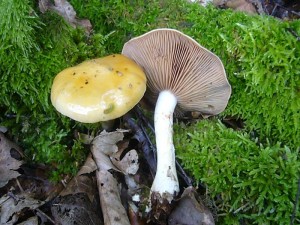 An ähnlichen Stelle gern unter Birken wächst der essbare Lilablättriger Schleimfuß (Cortinarius delibutus). Standortfoto am 10.09.2011 im Dobbertiner Seenland.