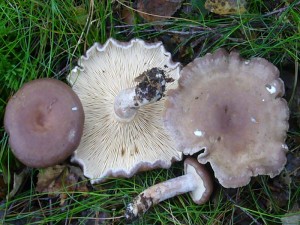 Im Seeuferbereich unter Birken ist der Welke Milchling (Lactarius vietus) eine Charakterart. Er ist minderwertig. Standortfoto am 10.09.2011 im Dobbertiner Seenland.