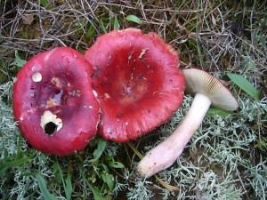 Achtet man auf seinen Fischgeruch besonders an der Stielbasis und den milden Geschmack, kann auch der leuchtend rote Heringstäubling (Russule xerampelina) in den Korb wandern. Standortfoto am 10.09.2011 im Dobbertiner Seenland.