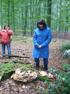 Nur wenige Schritte weiter, von den kleinsten zu den größten Pilzen. Kaum zu fassen, so groß können Pilze bei uns werden? Ja das können sie! Der Riesenporling ist ein wahrer Gigant und kann zig Kilo schwere und bis zu einem Meter Durchmesser ereichende Fruchtkörperrosetten bilden. Ist sein schwärzendes Fleisch noch zart, do kann er sogar gegessen werden.