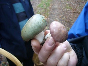 Das Staunen nimmt kein Ende! Das sollen wirklich beides die gleichen sein? Jawoll, es sind alle beide Frauen - Täublinge - sehr gute Speisepilze, einer grünhütig, der andere violett!