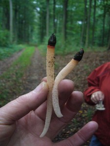 Und dann noch diese beiden erotischen Pilze, wie die verwunderte Finderin sie bezeichnete. Es sind zwei gemeine Hundsruten, wenn man so will, eine Miniaturausgabe der bekannten Stinkmorchel.