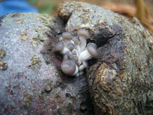 Etwas peinlich wurde es bei mir, als eine Dame mit dieser kugeligen Verwachsung von Buchenholz wissen wollte, was das wohl für kleine Pilzchen seien, die hier im Büschel heraus wachsen. Es waren Miniaturausgaben des Austern - Seitlings. Das ganze Büschel gerade mal 1,5 cm im Durchmesser. Kurz vorher ließ ich verlautbaren, dass der Austern - Seitlind erst nach dem ersten Frost wächst. Peinlich!