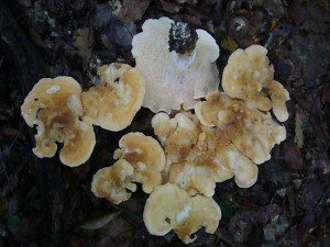 Semmelstoppelpilze (Hydnum repandum) gehören zu den Stachelpilzen. Viele von ihnen sind recht selten, gedeihen aber in diesem Jahr mit dem vielen Regen im Sommer besonders gut. Standortfoto im Staatsforst Rehna (Woitendorfer Wald) am 18.09.2011.