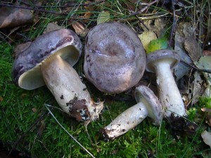 Zu sehen sein wird auch der Nordische Milchling oder Blau - Reizker (Lactarius trivials). Er ist meist in Gewässernähe oder in Mooren unter Birken zu finden. Dieser für uns ungenießbare Milchling ist aber in Nord- und Osteuropa nach spezieller Behandlung ein beliebter Speisepilz.