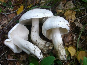 Zu sehen ist auch der nicht so häufige Seige Ritterling (Tricholoma columbetta). Er wächst auf sandigen Böden unter Eichen und Birken. Wir finden ihn aber auch auf den kalkhaltigen Hangterrassen des Radebachtals unter Buchen. Essbar. Standortfoto an einem Waldsee bei Jesendorf unter Birken.