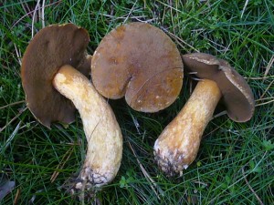 In sandigen Kiefernwäldern ist jetzt auch der Sand - Röhrling (Suillus variegatus) zu finden. Er ist essbar, soll aber nur mässige Geschmacksqualitäten besitzen. Standortfoto am 20.09.2011 im Wald bei Weberin.