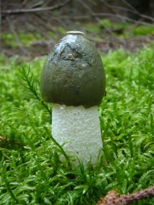 Die Finderin dieser Stinkmorchel (Phallus impudicus) fand diesen Pilz ganz besonders interessant!
