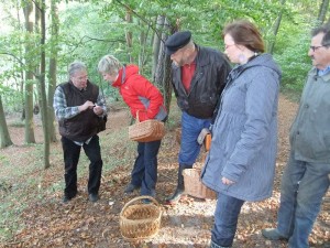 Täublinge sind Sprödblättler, die Lamellen splittern also segr leicht wenn man mit den fingern darüber streicht. Ausnahme, der schmackhafte Frauen - Täubling.