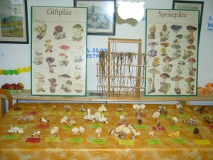 Auf der kleinen Ausstellungsfläche lagen frische Pilze zum anfassen und beschnuppern. Interessante Gerüche waren da warnehmbar z.B. nach Fisch, Honig, Maggiewürze oder Kokosflocken.