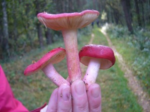 Es war heute die Pilzexkursion der bunten Farben. Vor allem Täublinge, so wie diese essbaren Roten Heringstäublinge, sorgten für eine farbenfrohe Vielfalt. 09.10.2011 in der Palinger Heide.