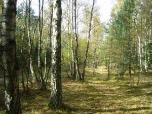 Ein klassisches Birkenpilz - Areal. Birkenpilze und Rotkappen gab es in diesem Jahr zwar etwas häufiger als Steinpilze, heute waren aber hier auch nur einige wenige, überständige Exemplare zu finden.