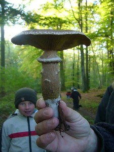 Dieser Pilz war unser ständiger Begleiter - Der Hallimasch.