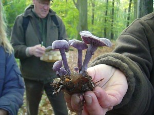 Der Violette Lacktrichterling erregt immer wieder die Aufmerksamkeit der Pilzsucher. Auch er kann als essbarer Pilz in den Korb gelegt werden.