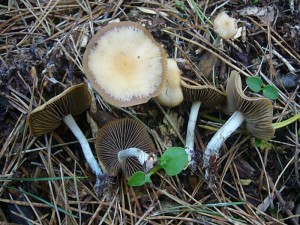 Seit Jahren Standortstreu ist bei Schönlage auf dicken Humuspaketen der Blaustielige Kahlkopf (Psilocybe cyanescens). Er gehört zu einer Gattung von weltweit ca. 150 Arten, von denen etwa die Hälfte den Giftstoff Psilocybin enthalten, eine psychotrope Substanz, die ähnlich wie LSD wirkt und Halluzinationen auslöst. Besonders die Arten mit bläulichen oder grünlichen Farbtönen sollen diesen Stoff in erhöhten Konzentrationen besitzen, also auch die hier abgebildete Kahlkopf - Art. Standortfoto am 26.10.2011 bei Schönlage.