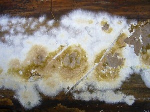 Auf entrindeten Laubholzästen kommt gelegentlich der Braunrote Kammpilz (Phlebia rufa) vor. Der Pilz verursacht im Holz eine Weißfäule.