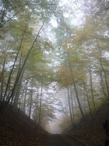 Nebelige Novemberstimmung auf dem Langen Berg im Schlemminer Staatsforst am 29.10.2011.