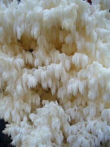 Der Ästige Stachelbart (Hericium coralloides) wurde im Jahr 2006 durch Vorschlag von Brigitte Schurig aus Mecklenburg - Vorpommern von der Deutschen Gesellschaft für Mykologie zum Pilz des Jahres gekührt. Standortfoto am 12.11.2011 im Stegeholz.