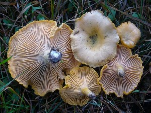 Pfifferlinge (Cantharellus cibarius)