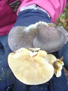 Der Gelbstielige Muschelseitling kann leicht mit dem Austern - Seitling verwechselt werden. Er besitzt am Stielansatz und in den Lamellen eine gelbgrünliche Färbung und kann etwas bitterlich schmecken. Im Vergleich zum schmackhaften Austern - Seitling ist er also minderwertig.