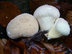 Auch junge Flaschen - Stäublinge (Lycoperdon perlatum) sind vereinzelt noch an zu treffen. Sind sie innen weis und auch druckfest, können sie gegessen werden. Standortfoto im Wald bei Moorbrink am 20.11.2011.