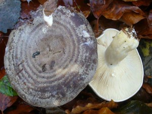 Diese schön zonierten Braunfleckenden Milchlinge (Lactarius fluens) fotografierte ich am 20.11.2011 während unserer Vereinsexkursion im Buchenwald bei Moorbrink. Ungenießbar!