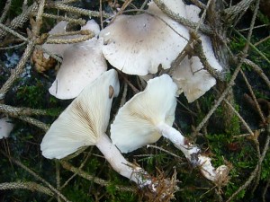 Diese Graukappen (Clitocybe nebularis) fotografierte ich gestern in der Nadelstreu eine Fichtenforstes am Standort im Forst Weiße Krug. 25.11.2011.