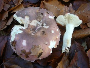 Auch dieser Frauen - Täubling (Russula cyanoxatha) schob sich noch zu ungewöhnlich später Zeit durch die Laubschicht. Er ist ein ausgezeichneter Speisepilz. Das rechte, liegende Exemplar ist im Wert das ganze Gegenteil. Der Buchen - Spei - Täublinge (Russula marei) ist vollkommen ungenießbar. Standortfoto am 30.11.2011 im Wald bei Goldebee.